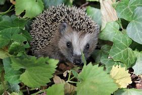 igel